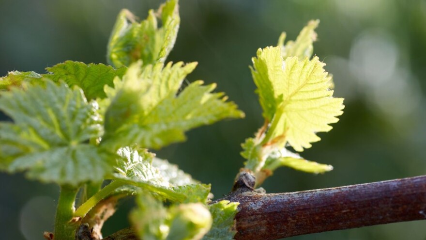 Razmnožavanje vinove loze na okućnicama