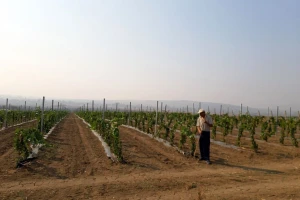 Savjeti za pravilno đubrenje vinograda