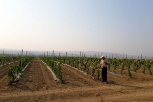 Savjeti za pravilno đubrenje vinograda