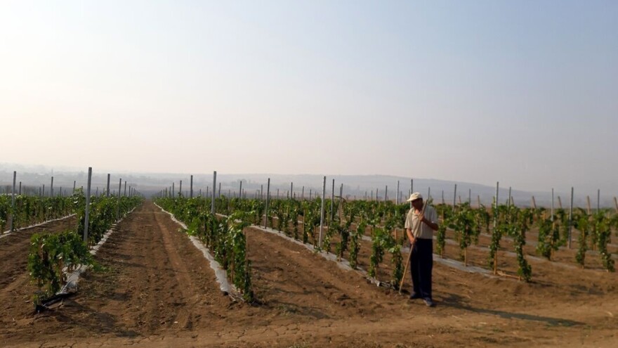 Savjeti za pravilno đubrenje vinograda