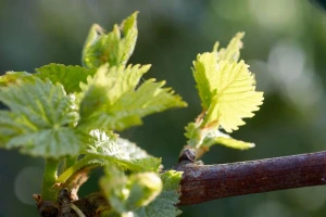 Vegetativno razmnožavanje vinove loze na okućnicama