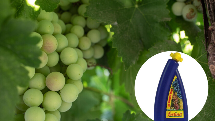 Toplo i vlažno vrijeme povećalo razvoj bolesti - Prihranite vinovu lozu