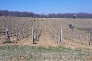 Koje agrotehničke mjere primjeniti prilikom sadnje vinove loze?