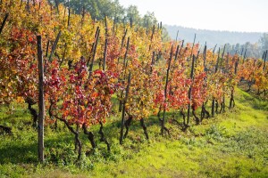 Obavite jesensku gnojidbu vinove loze gnojivima s manje N, a više P i K