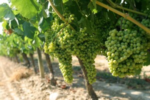Prevencija pepelnice na vinovoj lozi na ekološki način
