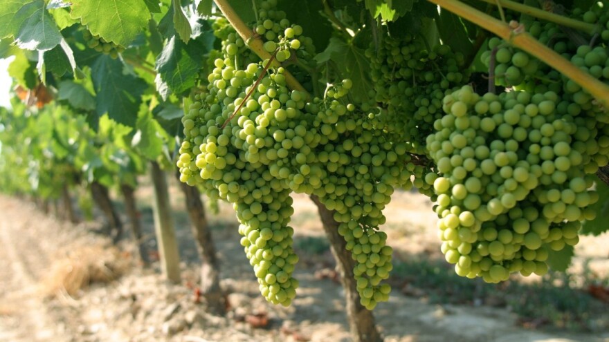 Prevencija pepelnice na vinovoj lozi na ekološki način