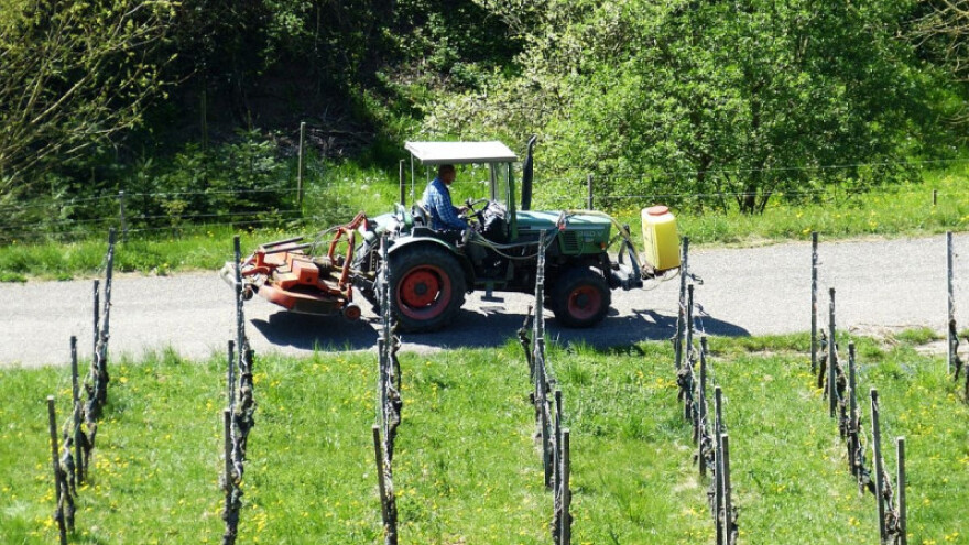 Loza je u fazi vunastog pupa, slijedi zaštita