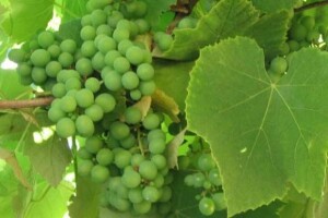 Nedostatak cinka kod vinove loze