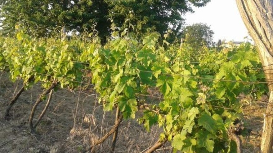 Koliko je važno zalamanje lastara?