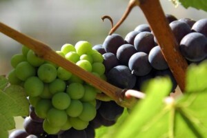 Škrlet - prvi hrvatski klon vinove loze