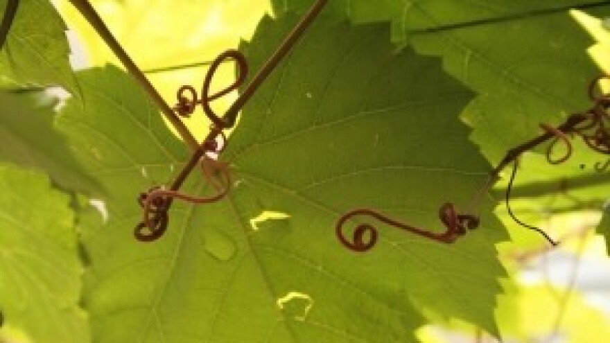 Savjeti za vinovu lozu za tjedan 3.6.- 9.6.