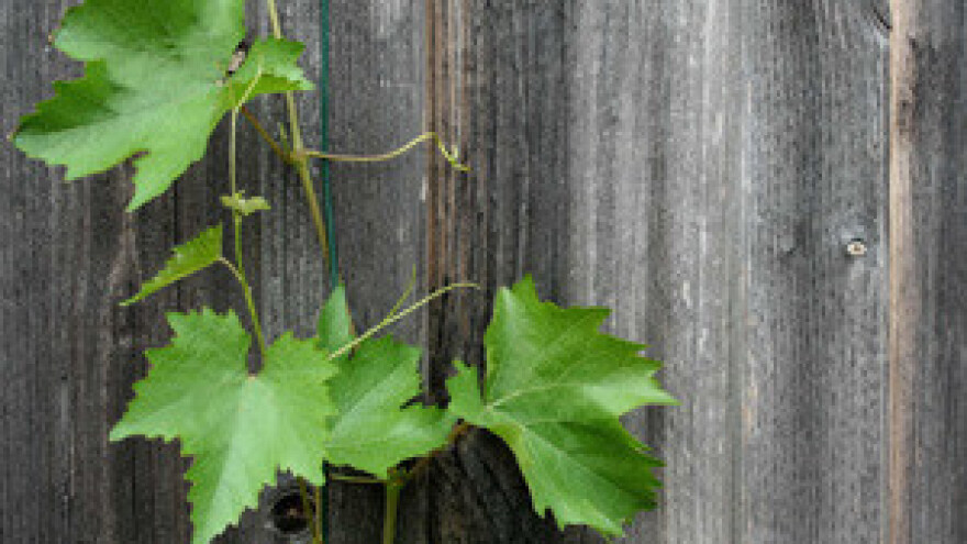 Vinski je biznis unosan, ali i rizičan