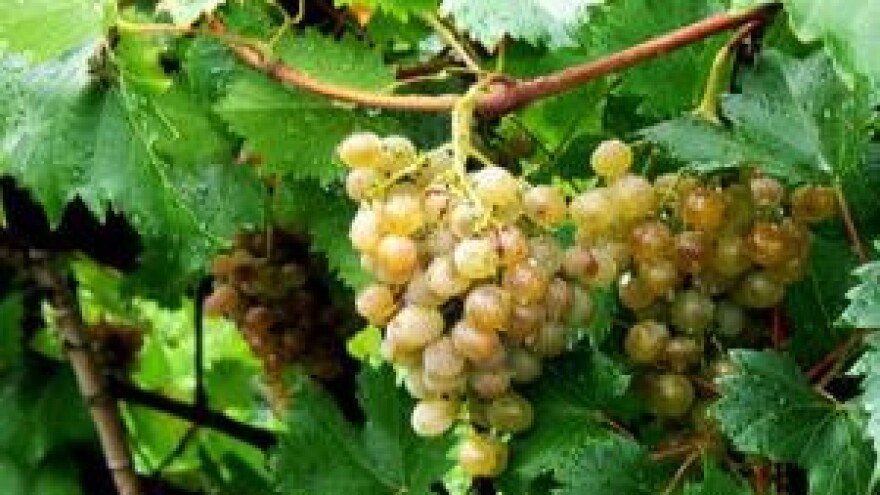 Mjere u zaštiti vinograda