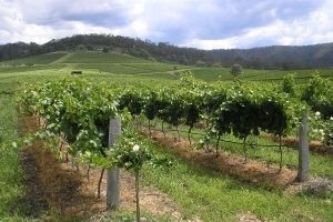 Savjeti za vinovu lozu za tjedan 10.6.-16.6.