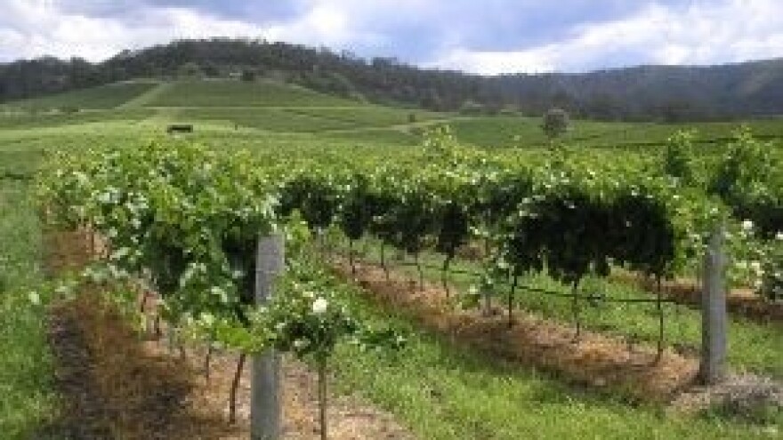 Savjeti za vinovu lozu za tjedan 10.6.-16.6.