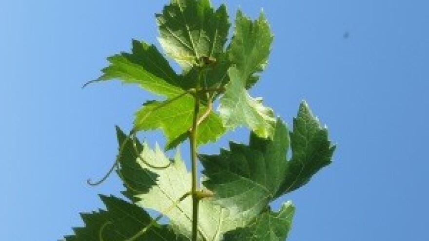 Projekt očuvanja autohtonih vinskih sorti