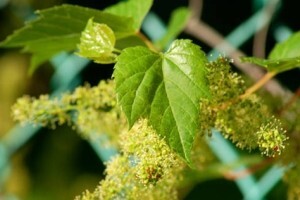 Zaštita vinove loze nakon obilnih kiša i oborina