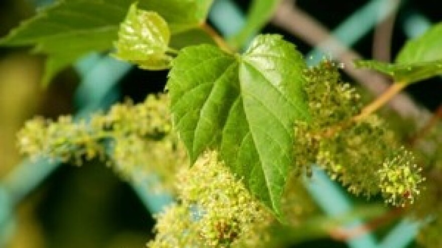 Zaštita vinove loze nakon obilnih kiša i oborina