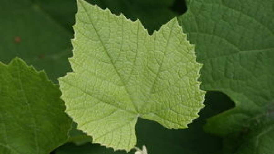 Savjeti za vinovu lozu za tjedan 17.6.-23.6.