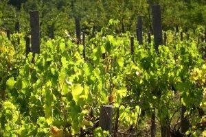 Savjeti za vinovu lozu za tjedan 8.7.-14.7