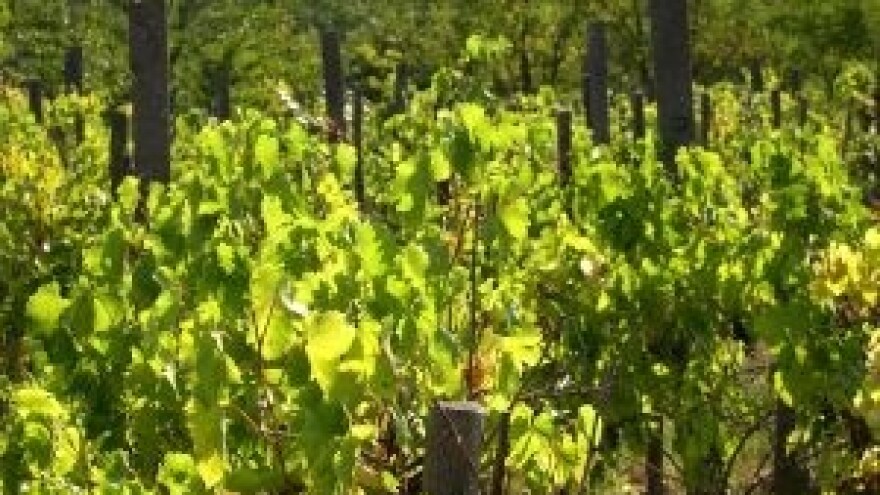 Savjeti za vinovu lozu za tjedan 8.7.-14.7