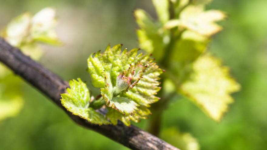 Zaštitite vinovu lozu od crne pjegavosti