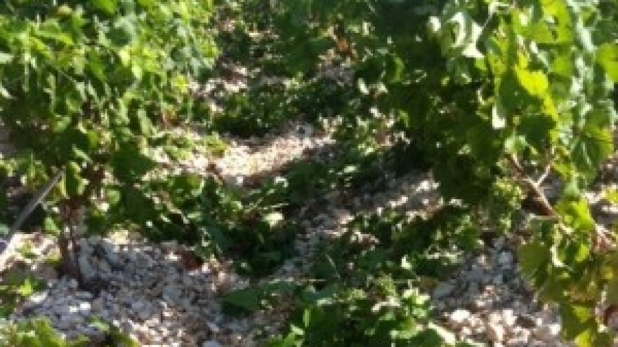 Savjeti za vinovu lozu za tjedan 22.7.-28.7.