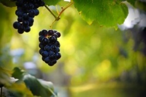 Treba iskrčiti vinograde zaražene infektivnom žuticom