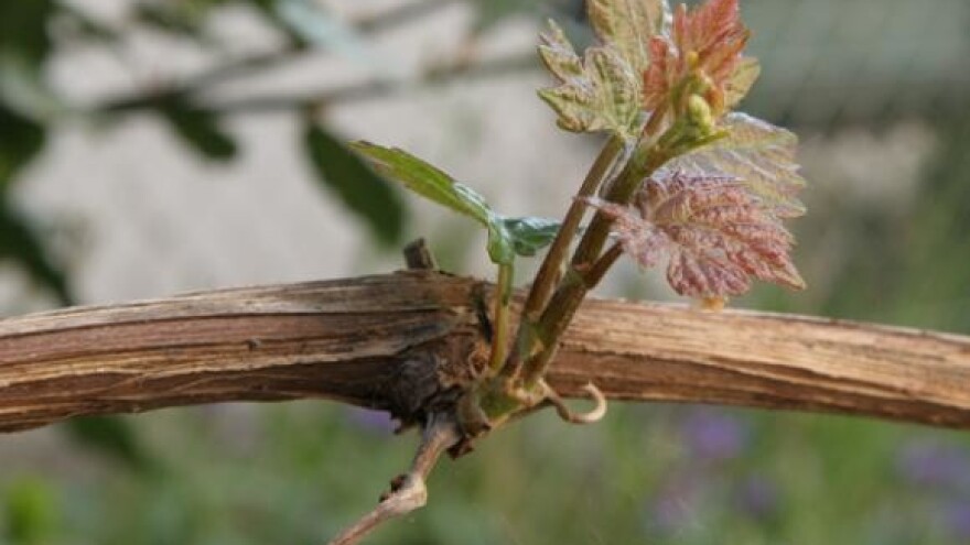 Loza se i u ožujku može obrezati