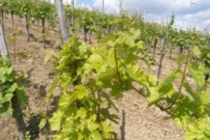 Preporuke stručnjaka za Vaš vinograd