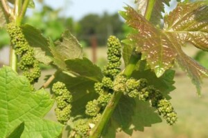 Izletnička destinacija Erdutskih vinograda