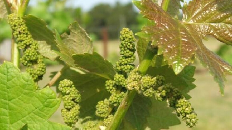 Izletnička destinacija Erdutskih vinograda