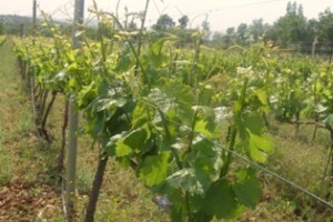 Preporuke stručnjaka za vinogradarstvo
