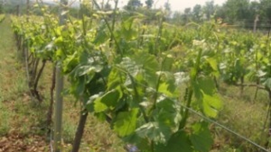 Preporuke stručnjaka za vinogradarstvo