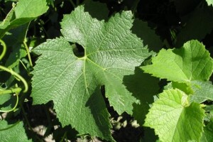 Zaštita vinograda