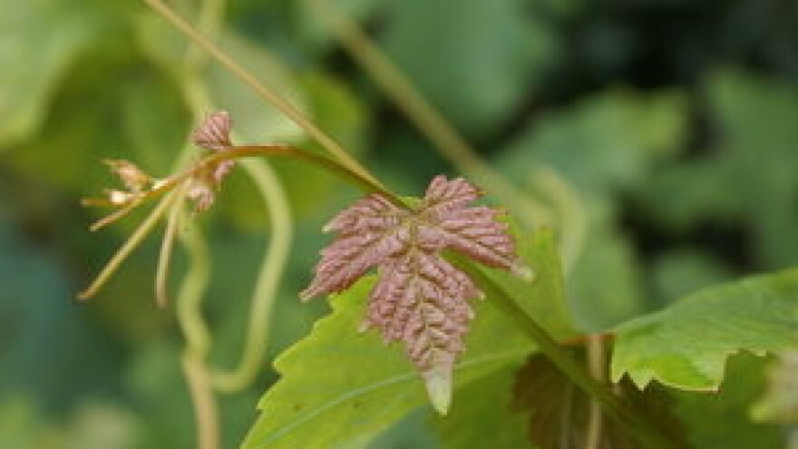 Preventivne mjere u zaštiti vinove loze
