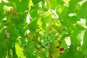 Sloveniji prijeti krčenje vinograda