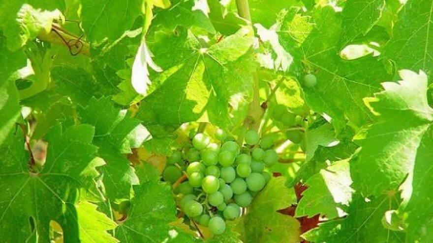 Sloveniji prijeti krčenje vinograda