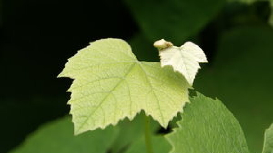 Učetverostručena proizvodnja poljoprivredne zadruge Vrbnik