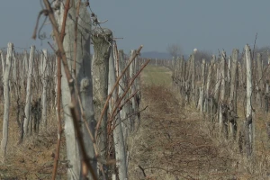 Vreme za završetak setve pšenice i zaštitu vinove loze bakarnim preparatima