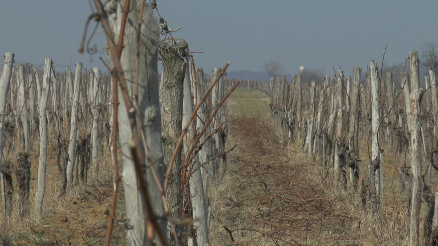 Vreme za završetak setve pšenice i zaštitu vinove loze bakarnim preparatima