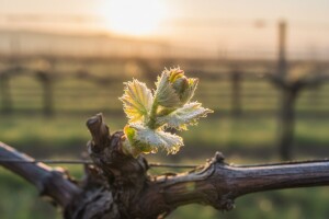 Vinovoj lozi prijete crna pjegavost i pepelnica