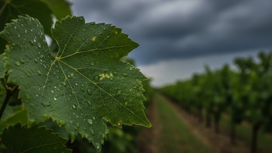 Vinovoj lozi prijete mnoge bolesti
