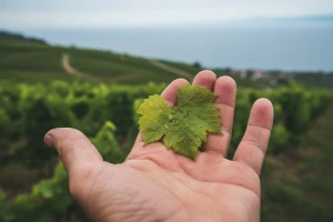 Vinovoj lozi prijete plamenjača i pepelnica