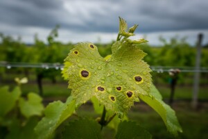 Vinovoj lozi prijeti crna pjegavost