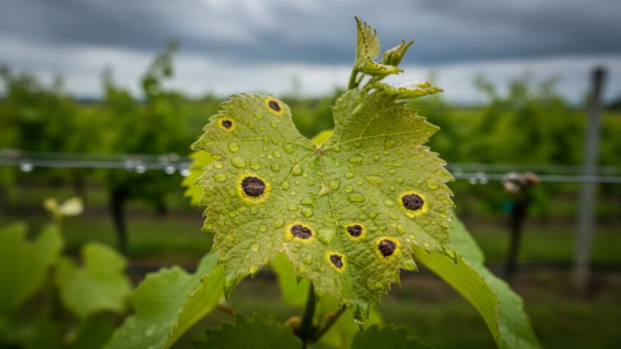 Vinovoj lozi prijeti crna pjegavost