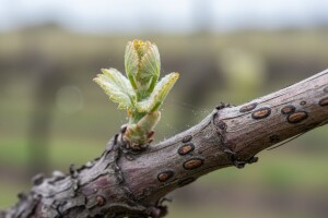 Vinovoj lozi prijeti crna pjegavost