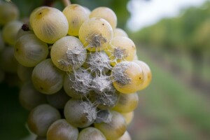 Vinovoj lozi prijeti siva plijesan!