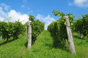 Stručni skup vinara Podunavlja i Slavonije