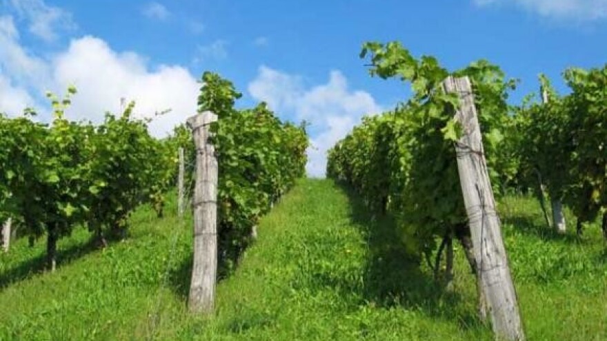 Stručni skup vinara Podunavlja i Slavonije